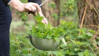 Proč zmrazit či usušit kopřivy? Nedoceněná žahavá bylina je poklad, který se vám šikne v kuchyni i pro péči o tělo