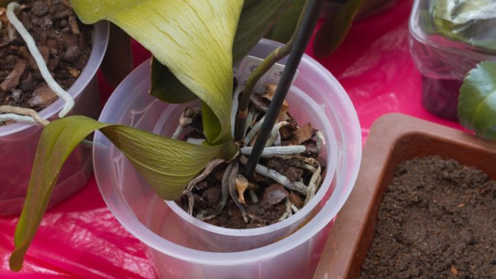 usychajici orchidej pruhledny kvetinac