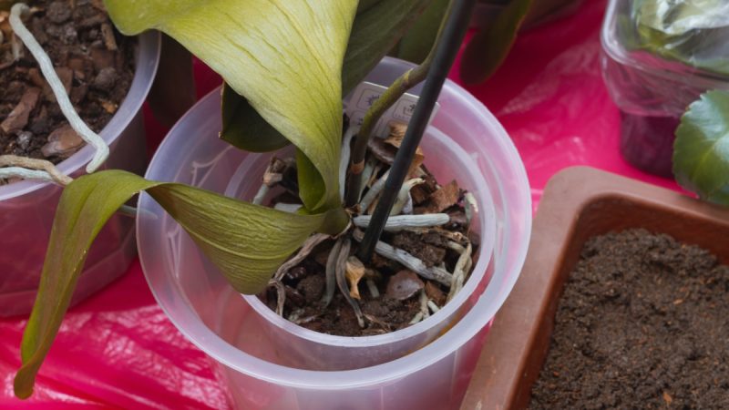 usychajici orchidej pruhledny kvetinac