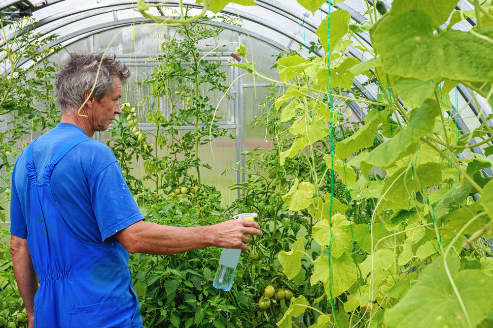 zahradník pečuje o okurky ve skleníku