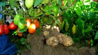 „Brambororajčetem“ uděláte dojem: Naroubujte a vypěstujte si rostlinu, ze které získáte brambory i rajčata naráz