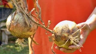 Cibule velké jako pěst: Zkušení zahrádkáři vědí, jak je vypěstovat s pomocí zázračného životabudiče