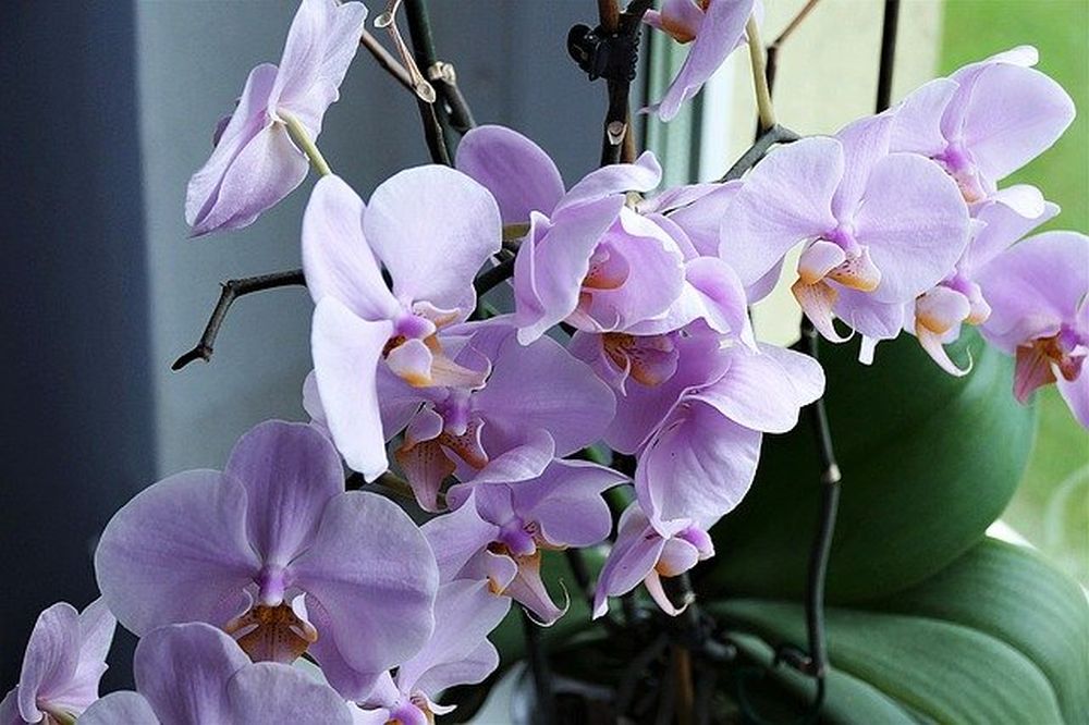 fialova orchidej