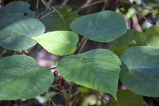 Kopřivák morušovitý – nejsmrtelnější plevel na světě. „Jako by vás polili kyselinou a zasáhli elektrickým proudem naráz,“ říkají lidé