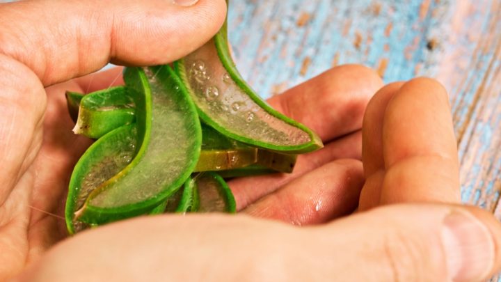 krajene aloe vera