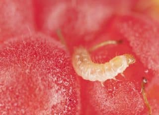 malina larva cerv malinovy brouk