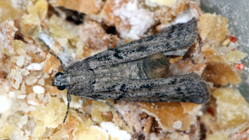 mol kuchynsky mouka