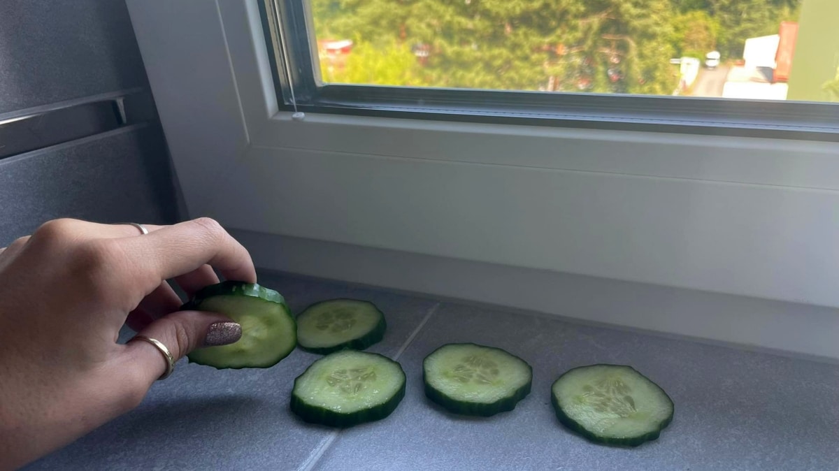 Tchyně má celé léto na okně plátky okurky. Možná to zní hloupě, ale je to ten nejlepší objev za poslední roky