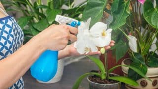 Dosáhněte kvetení orchidejí po celý rok. Postačí vám k tomu jednoduché domácí hnojivo jen ze dvou ingrediencí