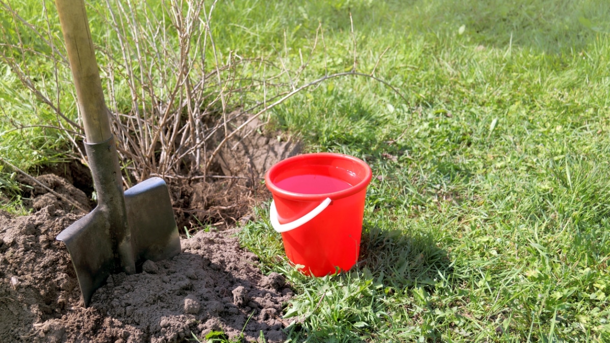 Ostřílení zahrádkáři věnují pozornost rybízu právě teď. Pro bohatou úrodu je nutné ošetření horkou vodou