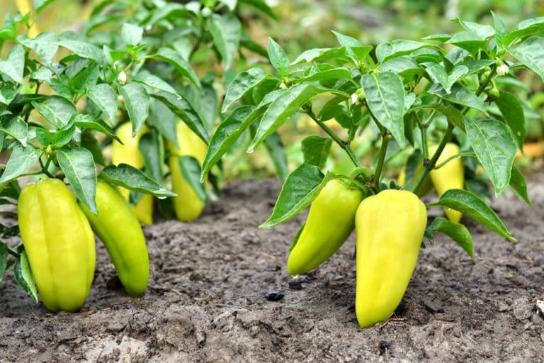 paprika rostlina zahrada