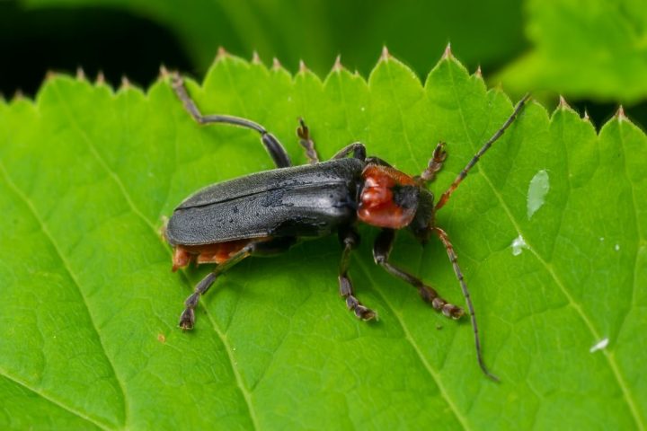 patericek snehovy