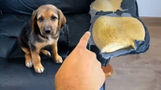 Odnaučte svého psa ničit věci a nábytek – stačí pochopit, proč to dělá
