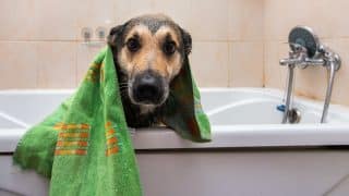 Nejčastější příčiny psího zápachu: Buďte na pozoru – nemusí to být jen kvůli tomu, že se váš mazel v něčem vyválel
