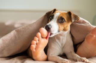 Proč pes olizuje nohy? Nehledejte za tím jen projev náklonnosti, říká vám tím mnohem víc