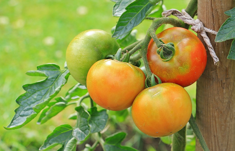 jak na žloutnutí listů rajčat