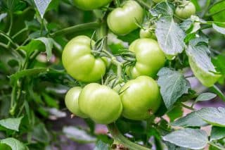 Zelená rajčata dozrají za pouhých 7 dní. Stačí jim dopřát pár kapek jódu