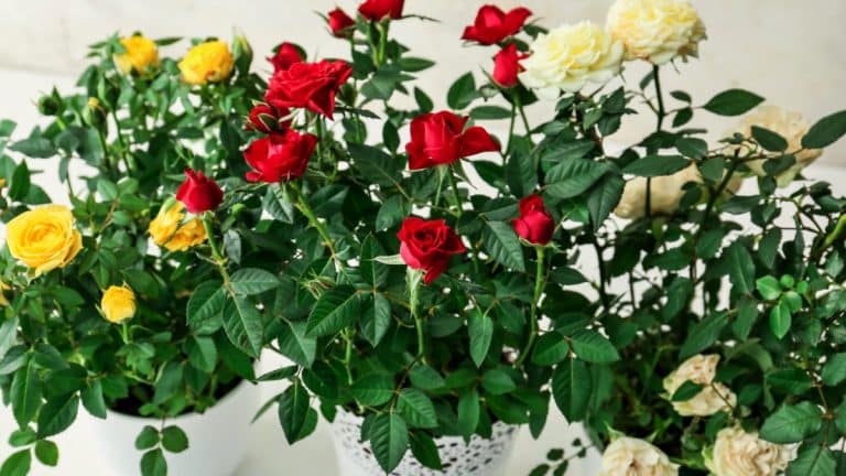 Hrnkové růže mohou v obýváku kvést roky, když víte, jak na to. Milovníci pokojových květin radí tyto triky