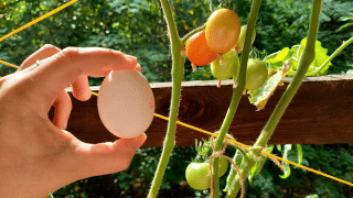 Rajčata na vaší zahradě stávkují? Dejte na rady babiček a pojistěte si obrovskou úrodu těch nejsladších plodů
