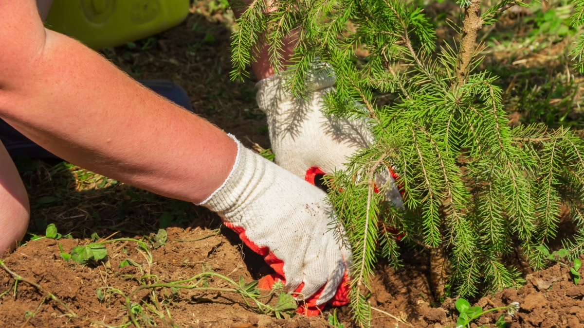 Přinášejí rychlou smrt, nemoc a osamělost: Tyto stromy u domu nesázejte, pokud si nechcete šlapat po štěstí
