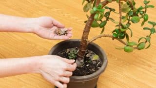 Přineste štěstí a prosperitu do svého domova: Jak rozkvést strom peněz – rostlinu, kterou hravě zvládne i začátečník