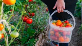 Až trojnásobná úroda rajčat než loni: V červenci a srpnu je potřeba trocha péče navíc, ale nebudete litovat