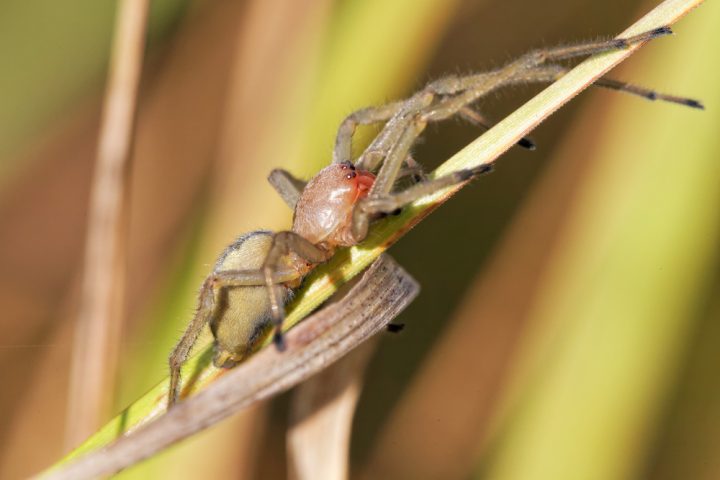 zaprednice jedovata detail
