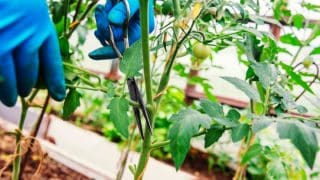 Zkušení pěstitelé dodržují 6 pravidel, aby měli čtyřikrát vyšší úrodu rajčat – nepromarněte svoji šanci