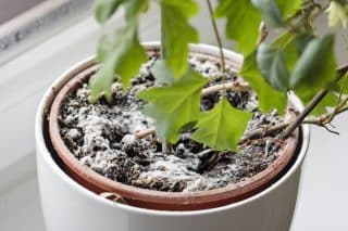 5 levných a účinných metod, jak se zbavit plísně na rostlinách lusknutím prstu. Fungují na zahradu i pokojovky