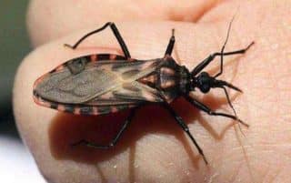 Extrémně nebezpečný hmyz, o kterém by měl vědět každý Čech. Pokud ho uvidíte, vezměte nohy na ramena