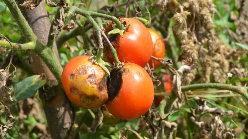 nemocna rajcata zkazena uroda