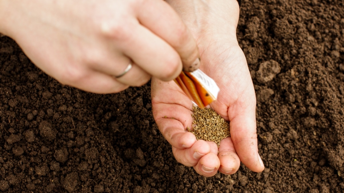 Co zasít a zasadit v srpnu: Zvyšte svou letošní úrodu, teď je pro některé plodiny ta nejlepší doba
