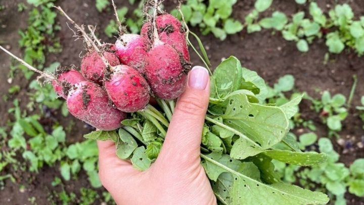 trsova metoda pestovat redkvicky