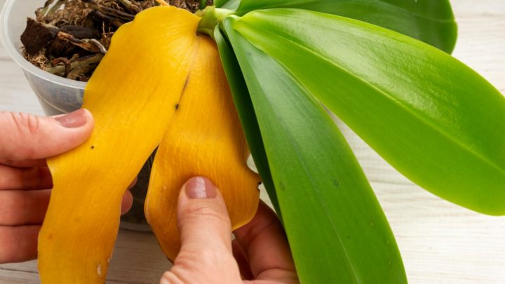 umirajici orchidej zenske ruce