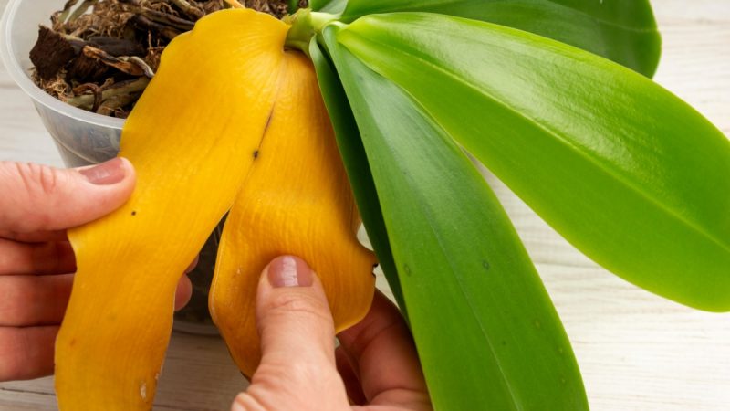 umirajici orchidej zenske ruce