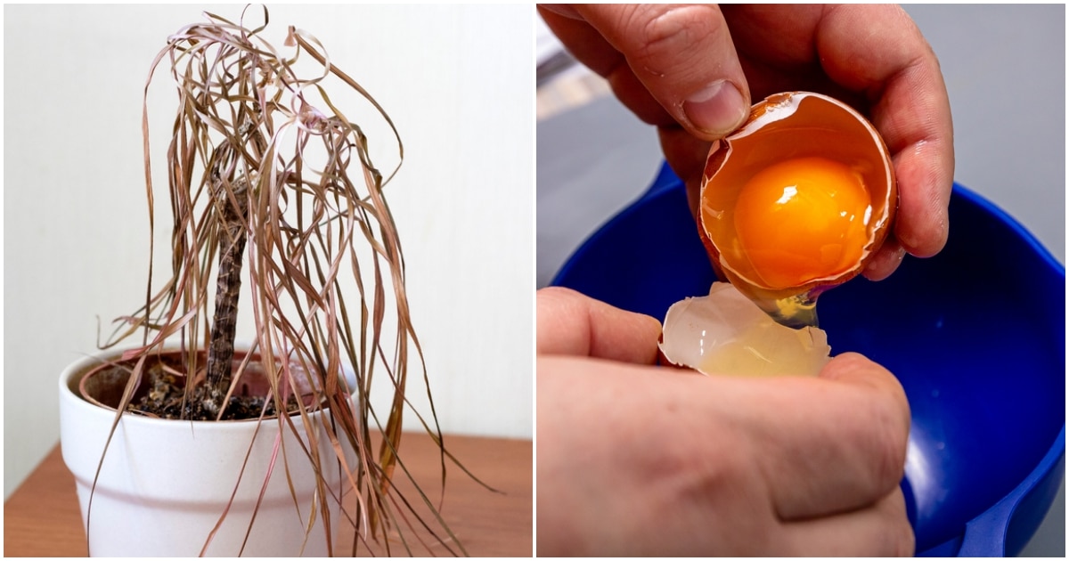 Super tinktura pro pokojové rostliny – chudáky na pokraji smrti přivede k životu roztok z vaječného bílku