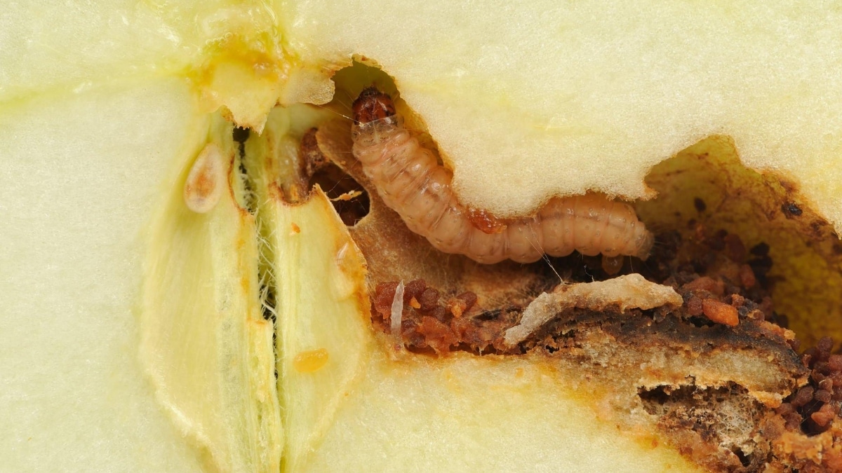 Červivé ovoce je zlým snem každého zahrádkáře. Kdo se připraví teď, zachrání si úrodu i na další roky