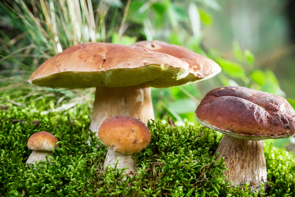 Kdy nejlépe vyrazit do lesa na houby? Ráno