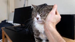 Proč kočky pronásledují svého pána na každém kroku: Může to znamenat akutní žádost o pomoc