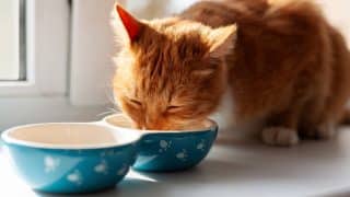 Šetření na kočičím krmivu se vám může pořádně vymstít. Kvůli pár drobným hrozíte vašemu milovanému mazlíčkovi smrtí