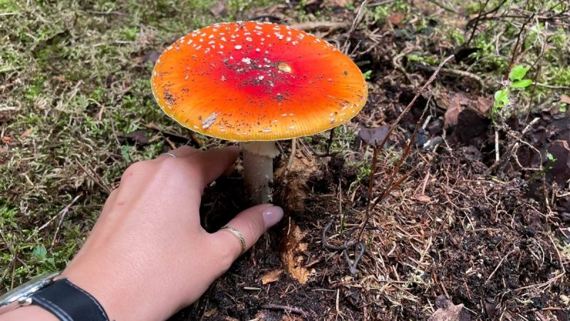 mochomurka cervena sbirat
