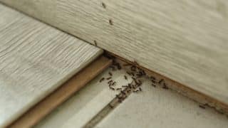 Domácí způsob, jak vyhnat mravence z domu: Stačí na ně nastražit rýži, vyhubí se sami