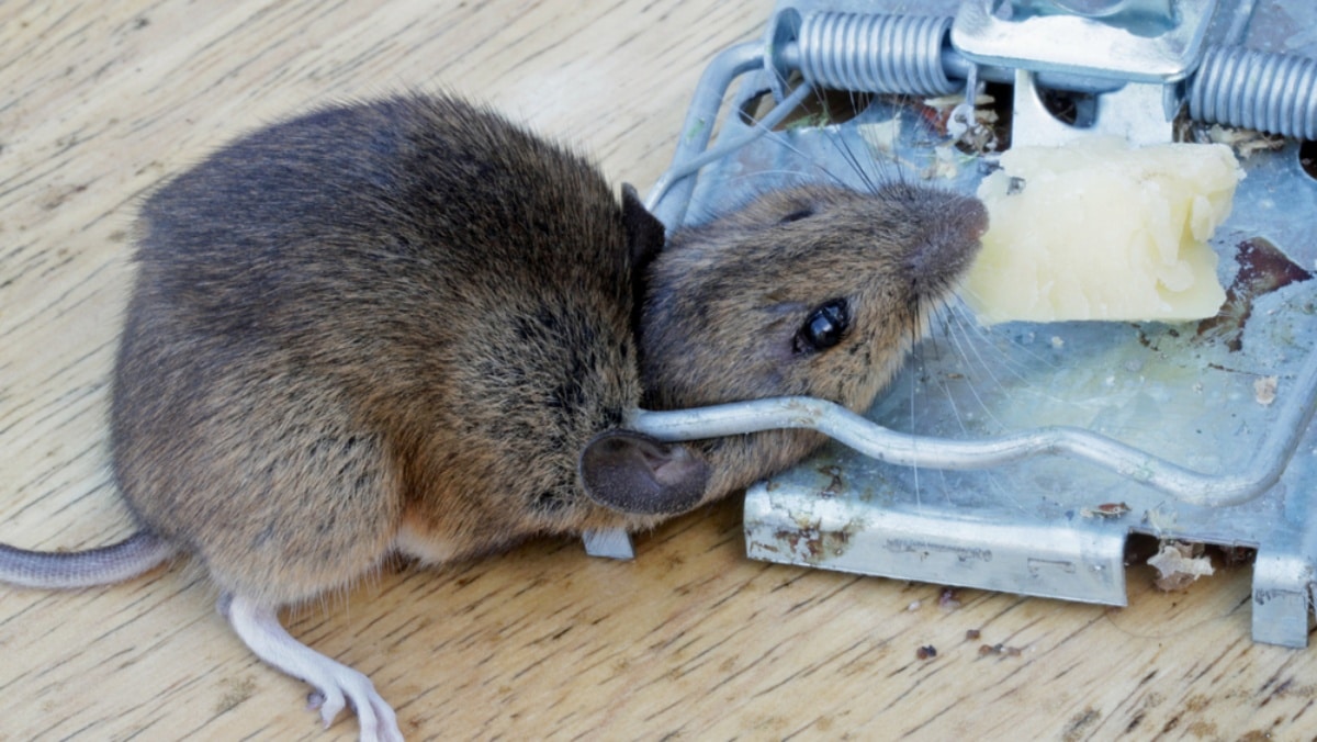 Domácí pasti, proti kterým nemá myš šanci. Obyčejná limonáda funguje lépe než ty mechanické. A navíc nehrozí žádné nebezpečí