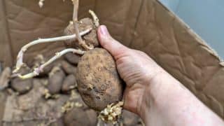Do kdy je bezpečné konzumovat naklíčené brambory a jak to poznat –⁠ nevyplatí se šetřit za každou cenu