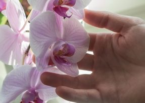 Jak rozkvést orchidej