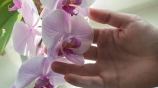 Zázračná směs, po které vaše orchidej pokvete několik měsíců v kuse. Zužitkujte to, co už máte doma