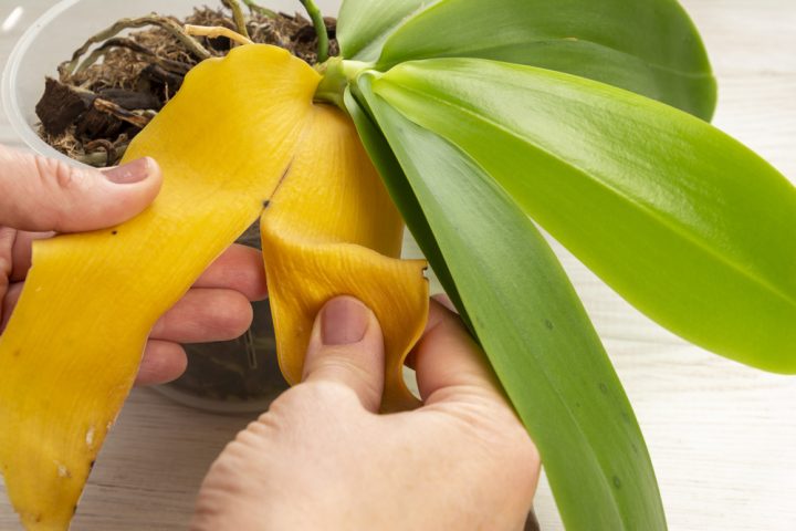 orchidej listy zloutnuti
