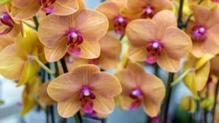 orchidej zaplava kvetu