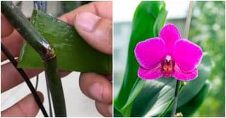 Supertrik, kterým zachráníte orchidej s ulomeným stonkem. Stačí malý kousek aloe vera