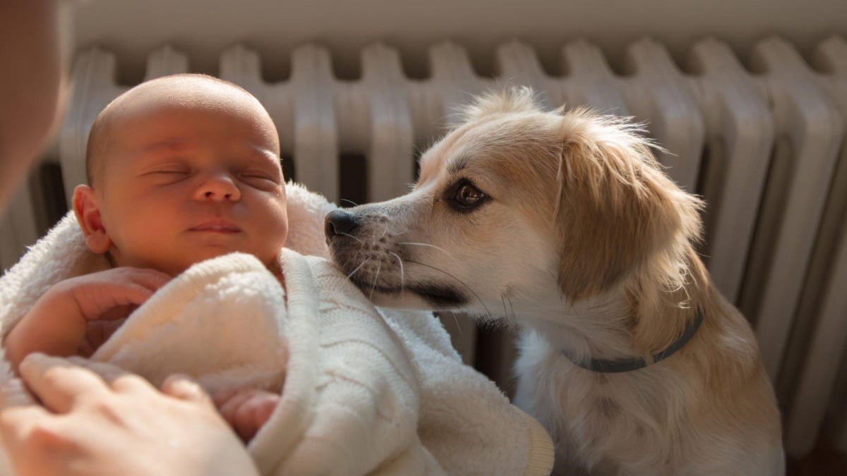 7 psích plemen, která se báječně hodí k dětem. Jsou natolik mírumilovná, že se dokonce mohou stát jakousi chůvou